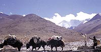 Tibet, culture, civilization