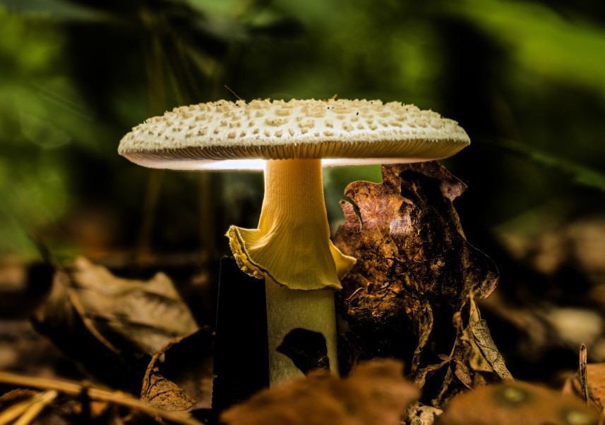 Psilocybin Mushrooms help in keeping Alzheimer's at bay