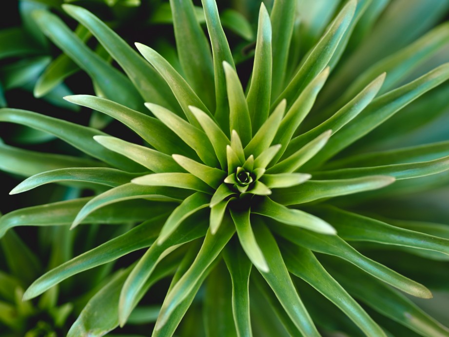 A desert plant offers paper alternative