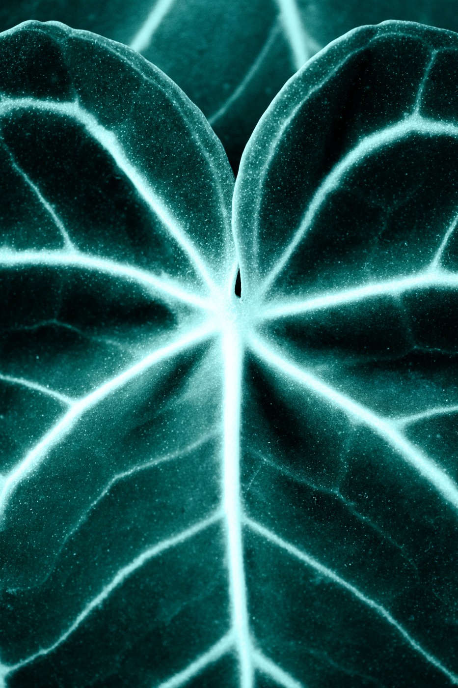 Europe adopts biomimicry
