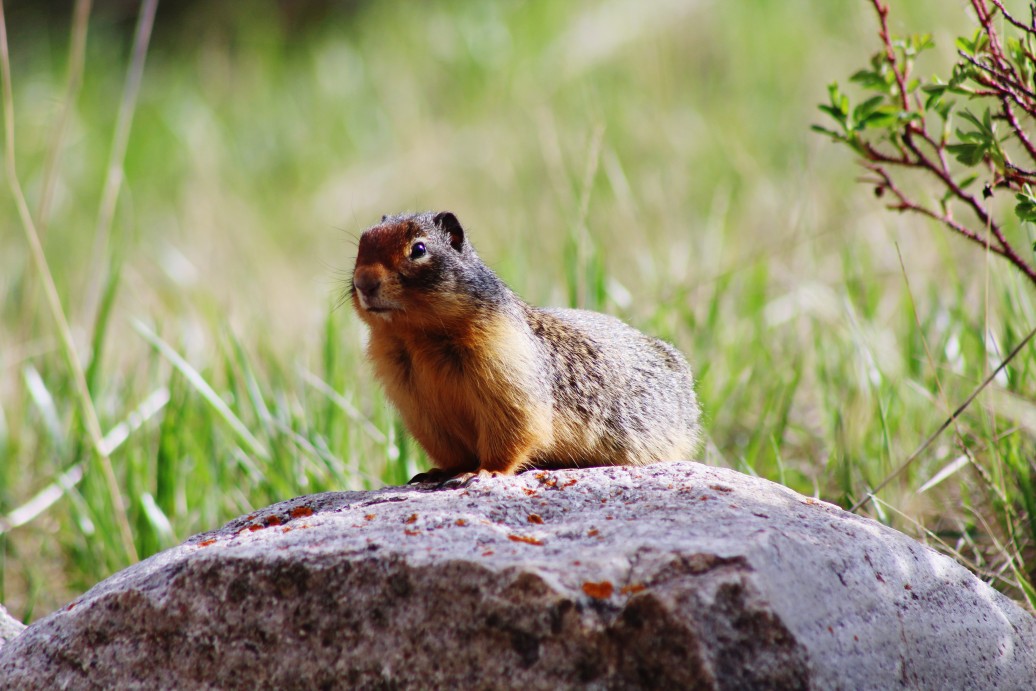 Rocky Mountains revive yellow-bellied marmots