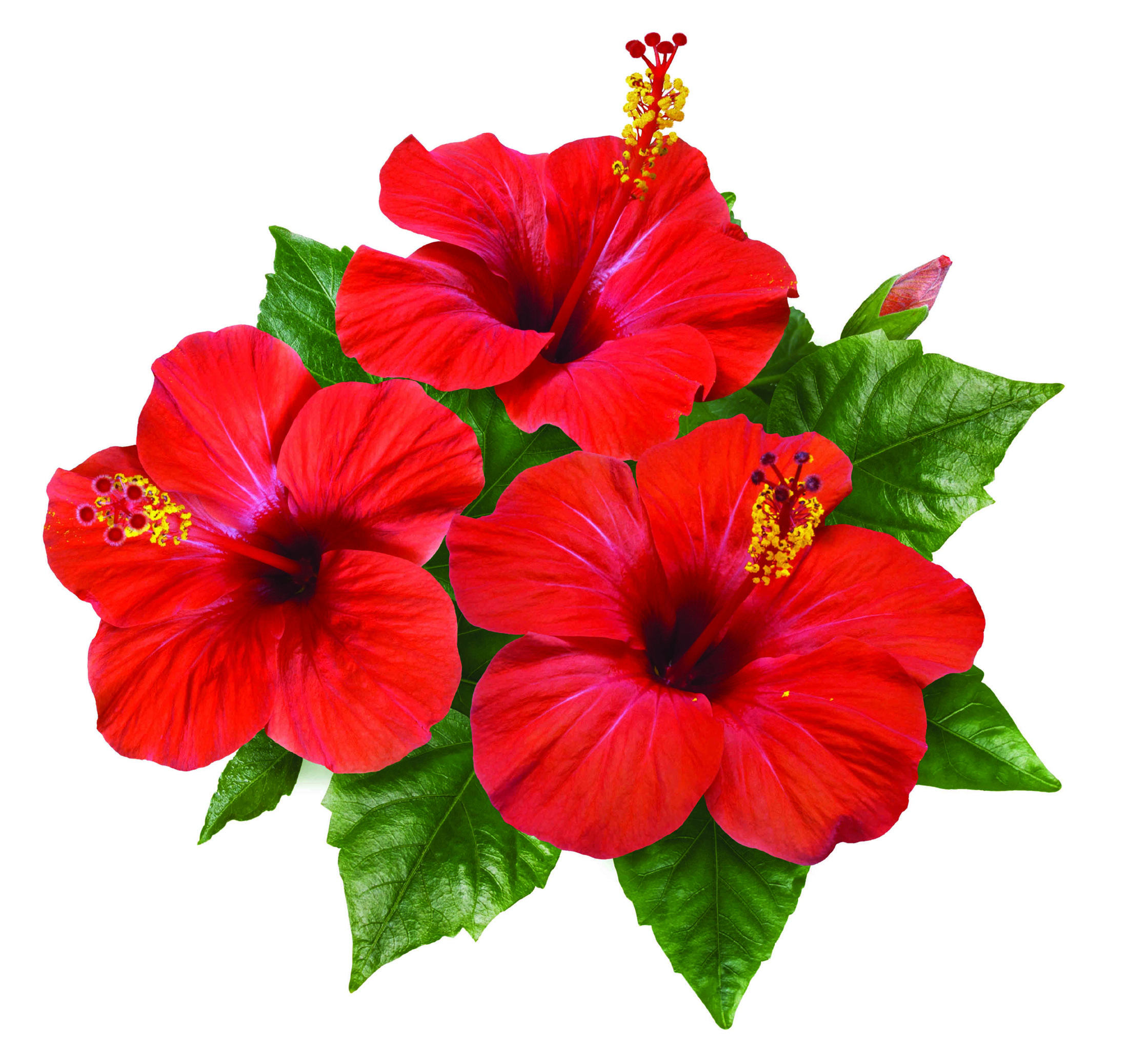 The Red Hibiscus