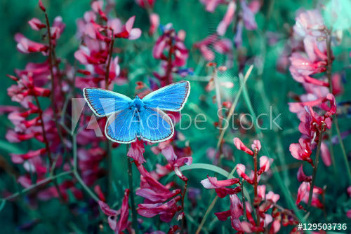 Existential dance of nature