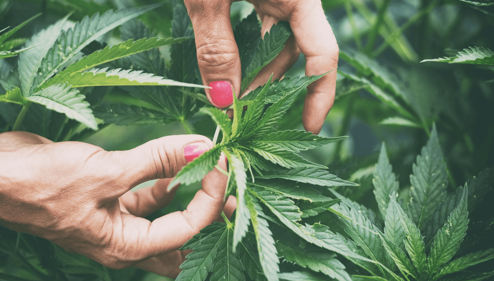 Socati: Your Partner Who Delivers The Rewards of Non-Psychoactive Cannabinoid Infusion Product