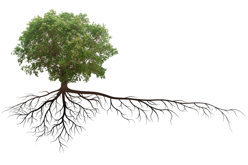 Banyan Tree July 2022