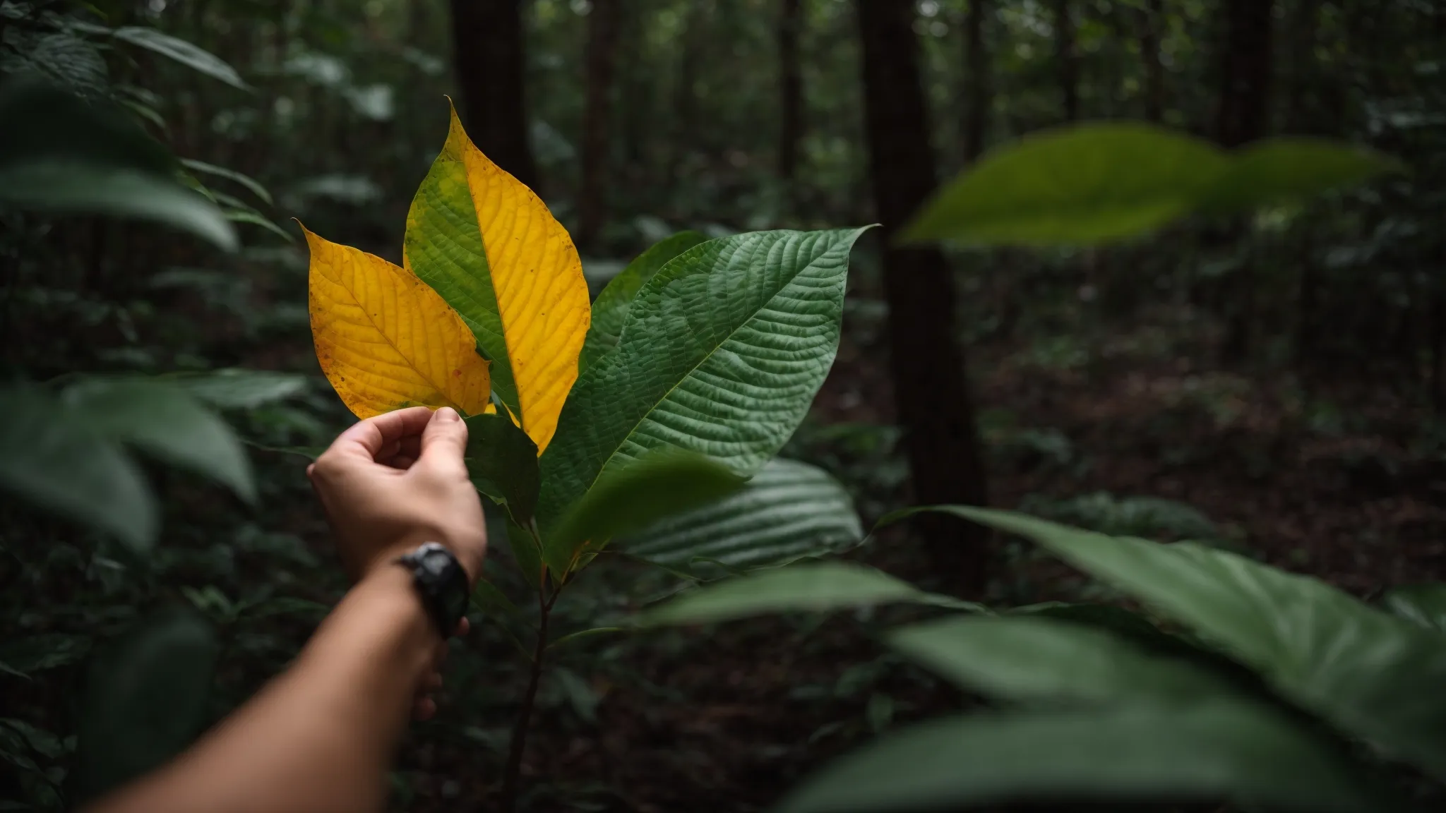 How to Choose the Right Kratom Strain When Buying