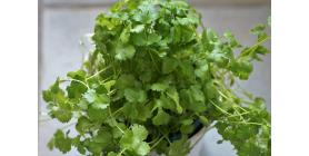 useful-kitchen-herb