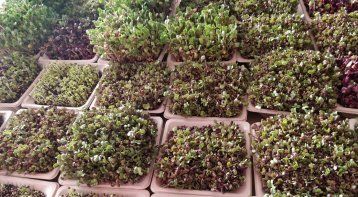 Growing Microgreens: Big Nutrition in Small Packets!