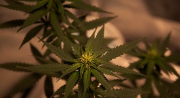 Fresh THCA hemp flower buds displayed on a wooden surface, representing their potential role in supporting overall health and wellness.