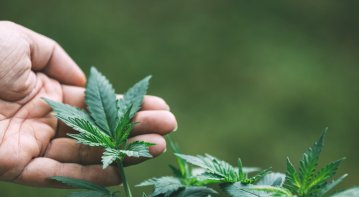 Ensuring purity and reliability in every harvest through careful cultivation and quality control