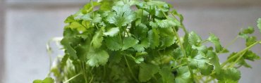 useful-kitchen-herb