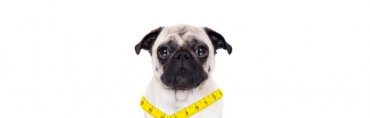 Wellness For Your Maltese Dog