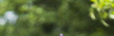 greeneery