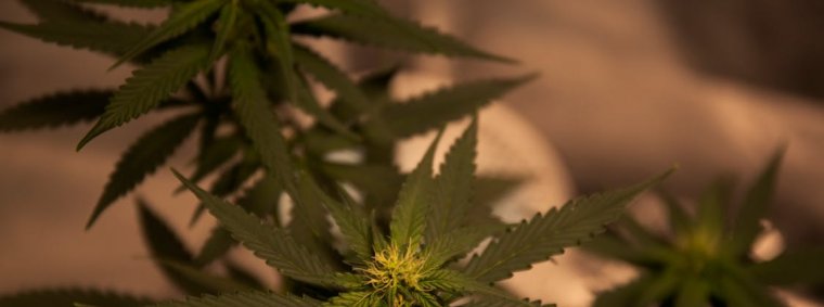 Fresh THCA hemp flower buds displayed on a wooden surface, representing their potential role in supporting overall health and wellness.